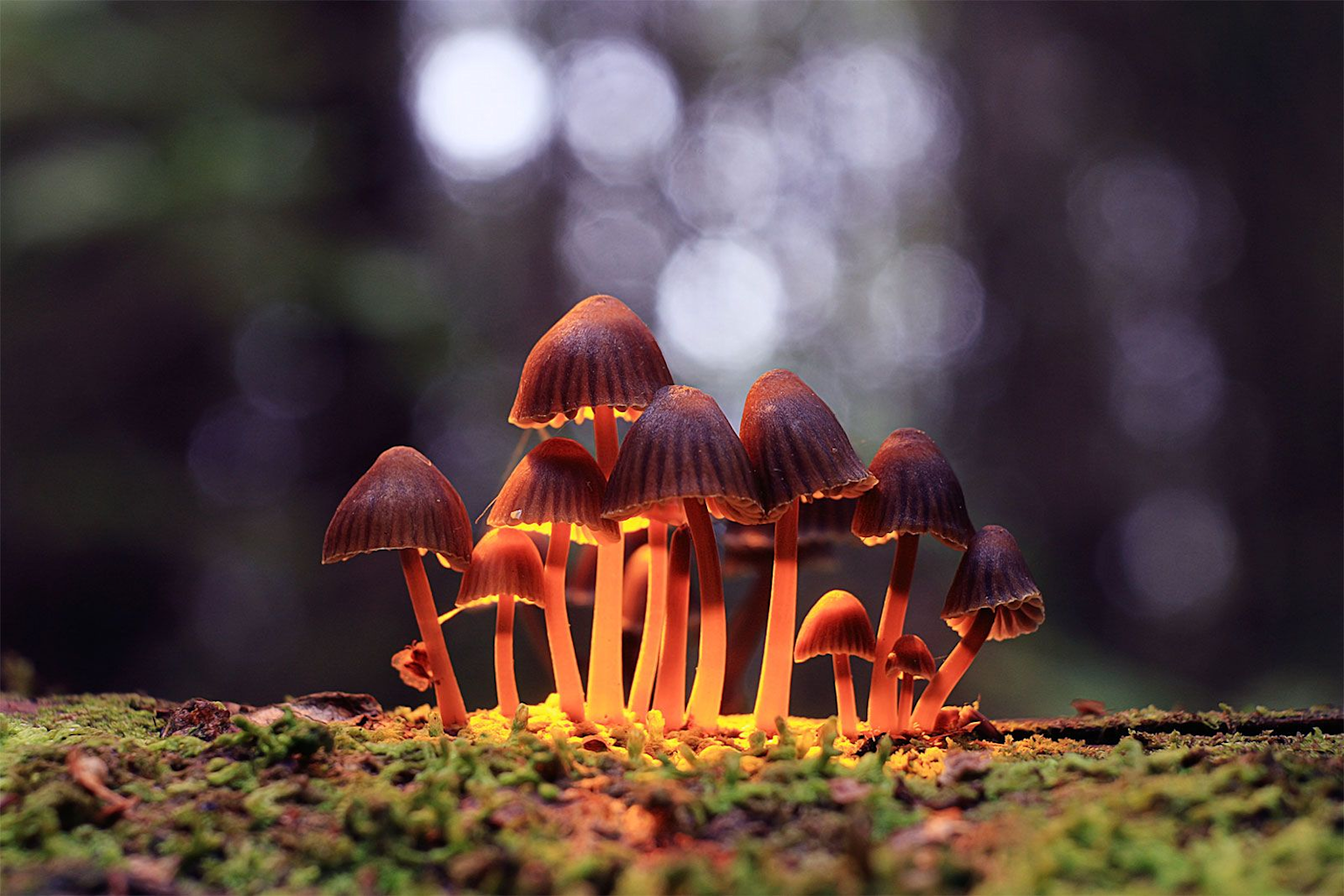 Cluster of psilocybin mushrooms with glowing orange stems on a mossy forest floor