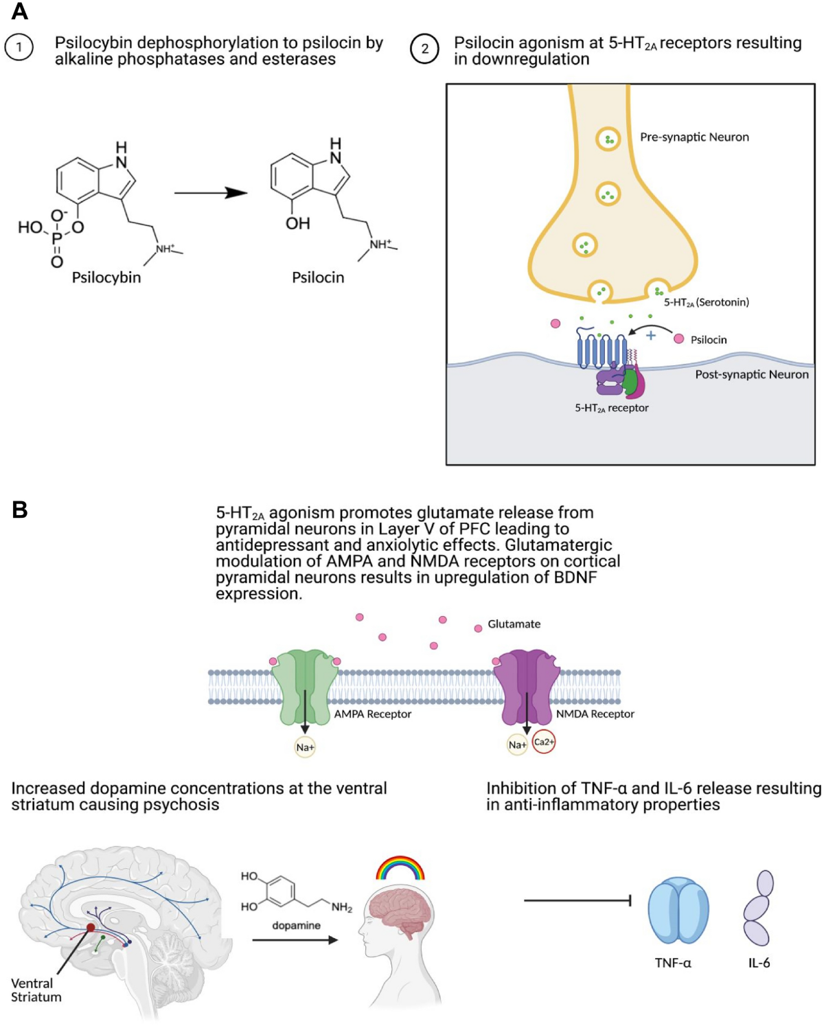 Molecular and synaptic mechanisms of psilocybin conversion, 5-HT2A receptor agonism, and downstream neurotransmitter and anti-inflammatory effects