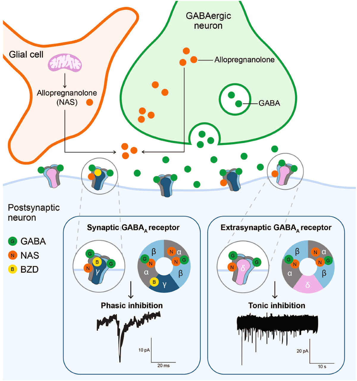Diagram of GABAergic neurotransmission showing allopregnanolone and GABA actions on synaptic and extrasynaptic GABA_A receptors mediating phasic and tonic inhibition