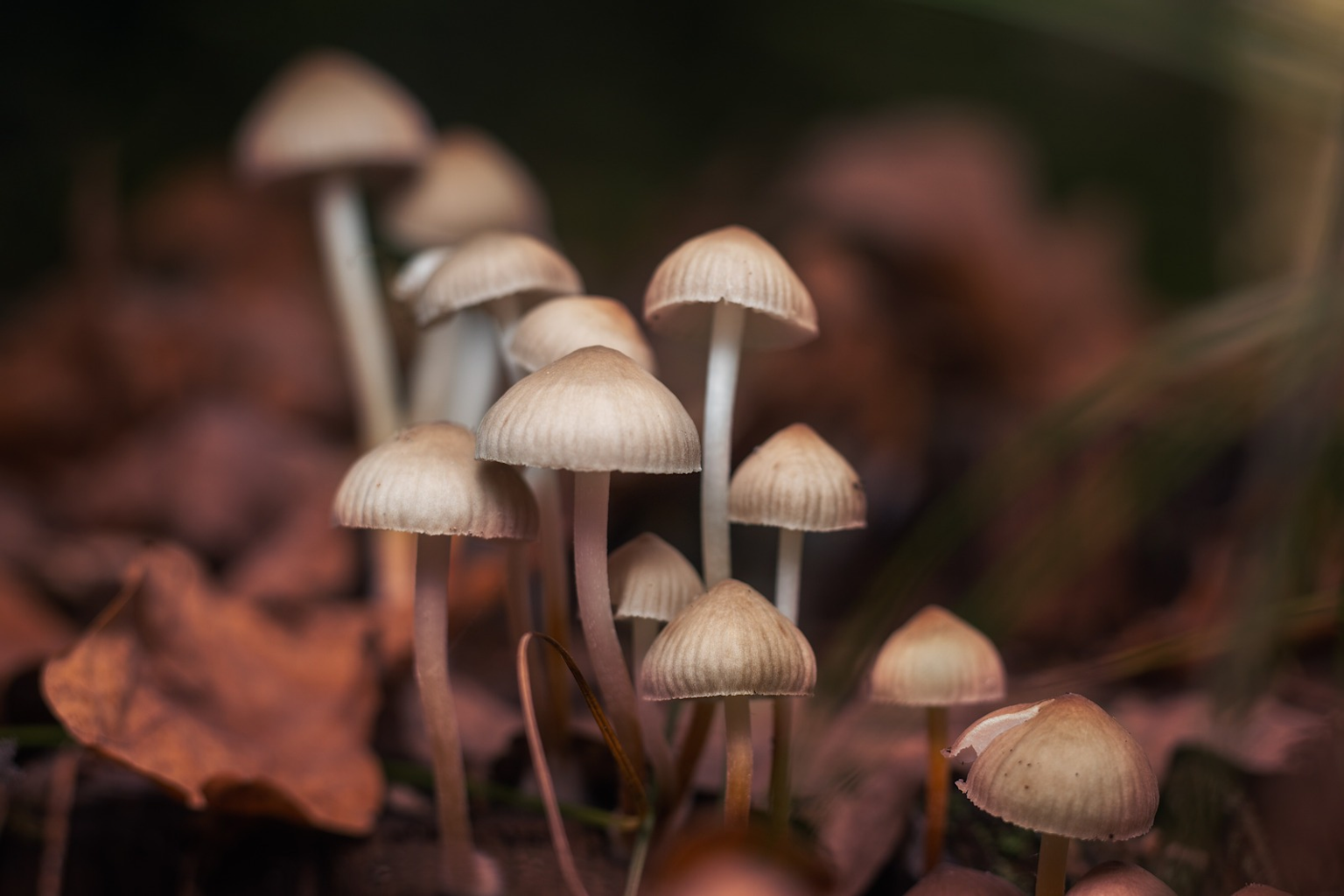 Cluster of Psilocybe mushrooms growing naturally on the forest floor amid leaves
