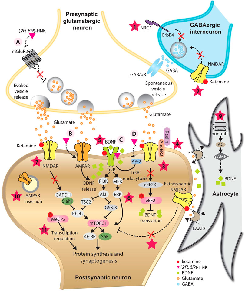 Detailed schematic of ketamine's molecular mechanism as an NMDA receptor antagonist affecting synaptic plasticity in neural cells