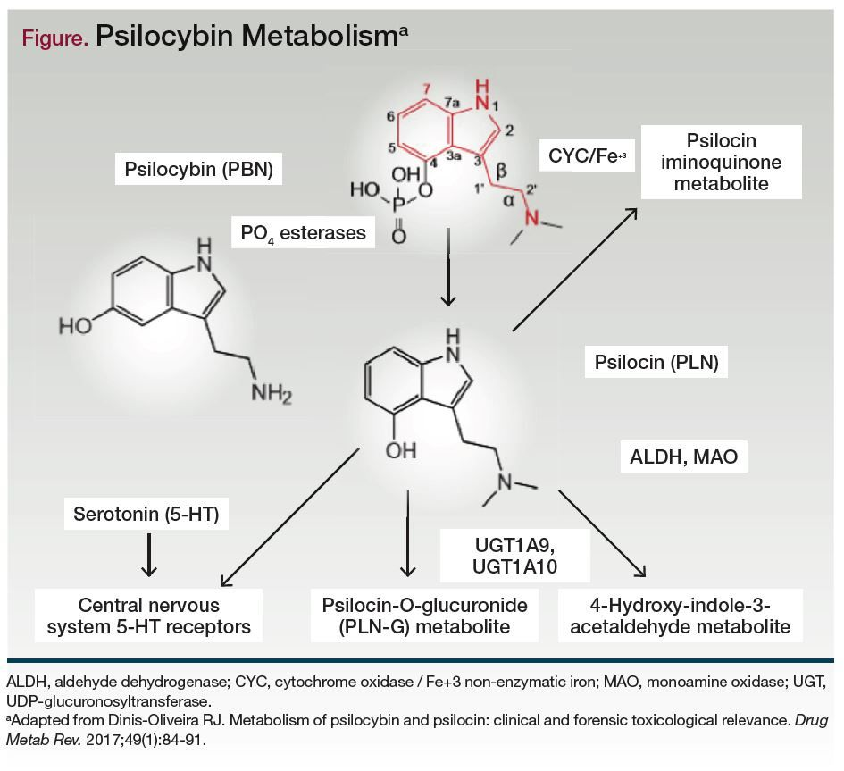 Psilocybin metabolism pathway highlighting conversion to psilocin and interaction with serotonin receptors relevant for antidepressant effects