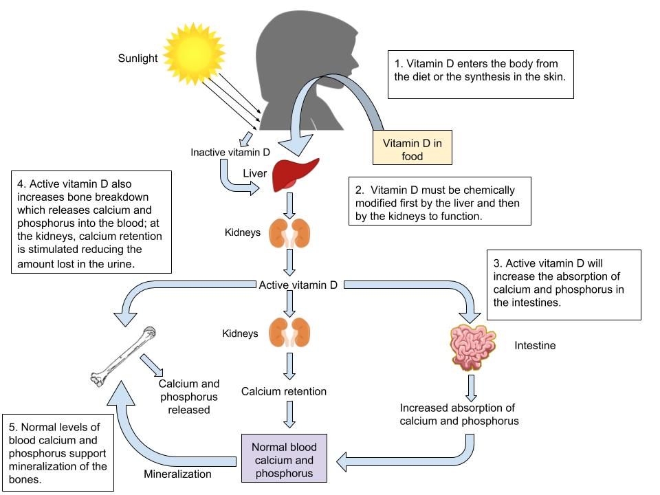 Diagram of vitamin D metabolism showing its activation and role in calcium and phosphorus absorption, retention, and bone mineralization