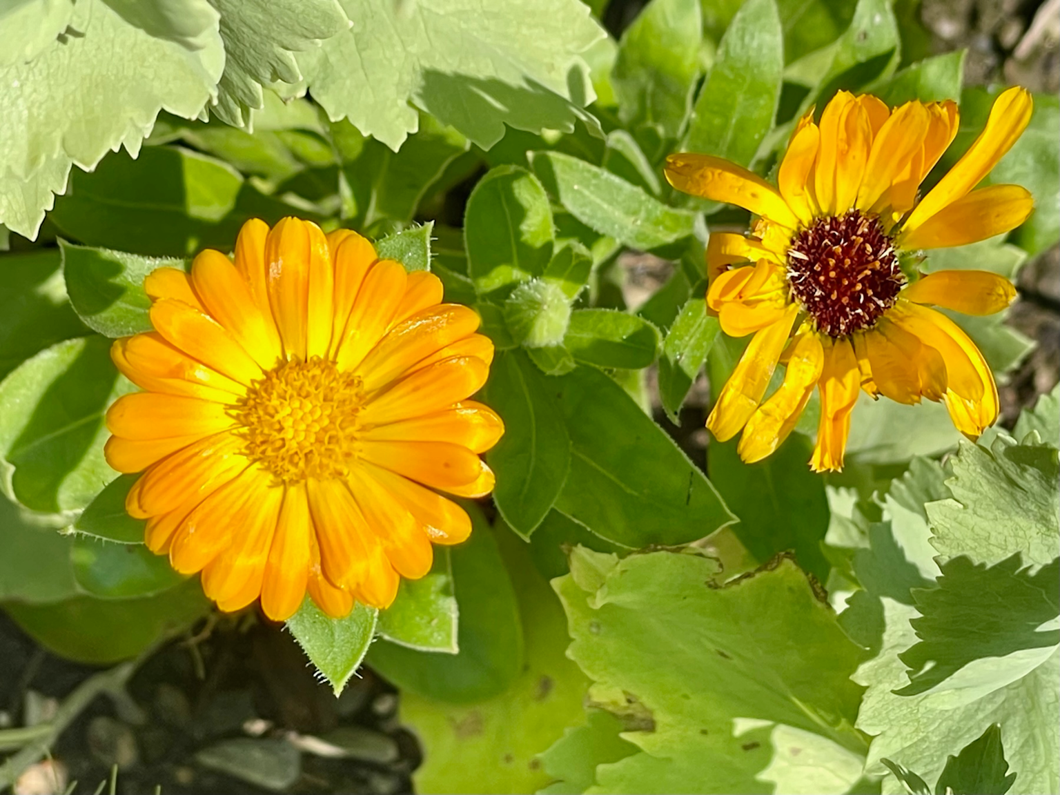 Close-up of bright orange calendula flowers, a common medicinal plant in Ukraine