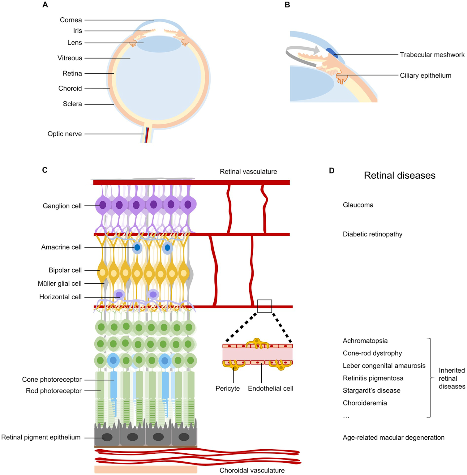 Anatomia dell'occhio e struttura retinica