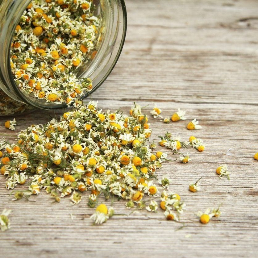 Dried chamomile flowers spilled from a glass jar on a wooden surface, illustrating chamomile preservation