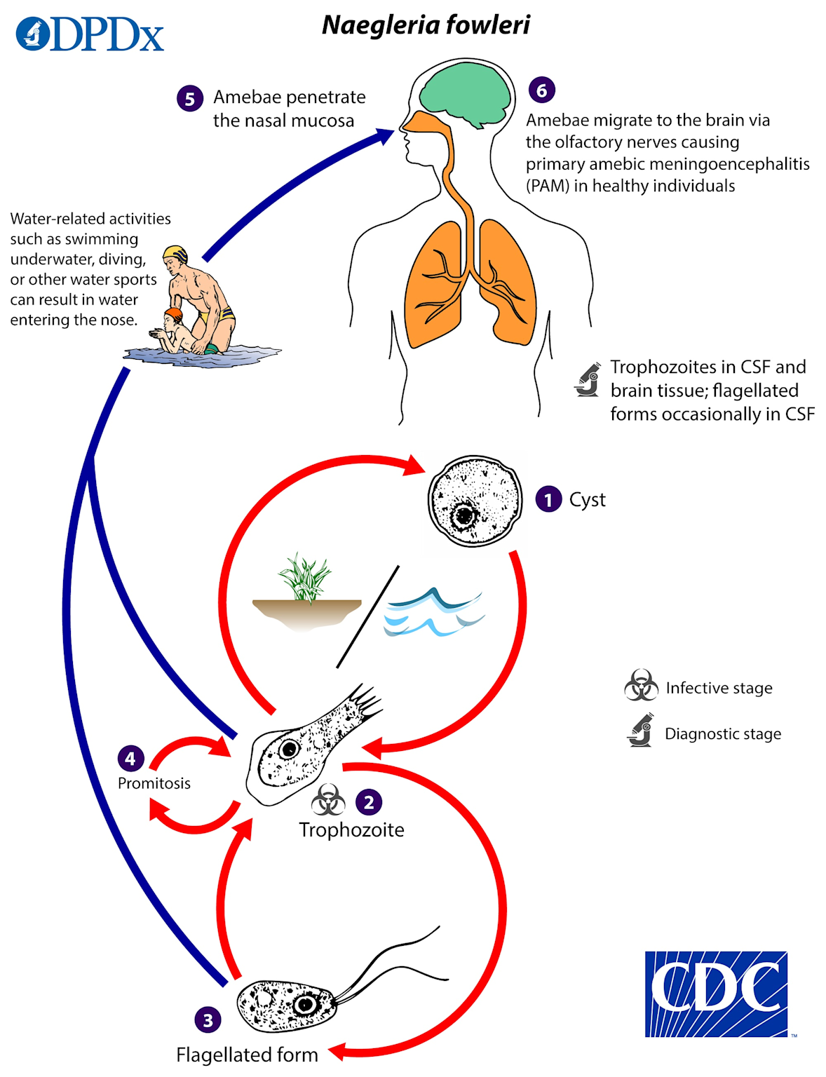 Life cycle of Naegleria fowleri showing environmental stages, infection through the nasal mucosa, and progression to brain infection causing primary amebic meningoencephalitis