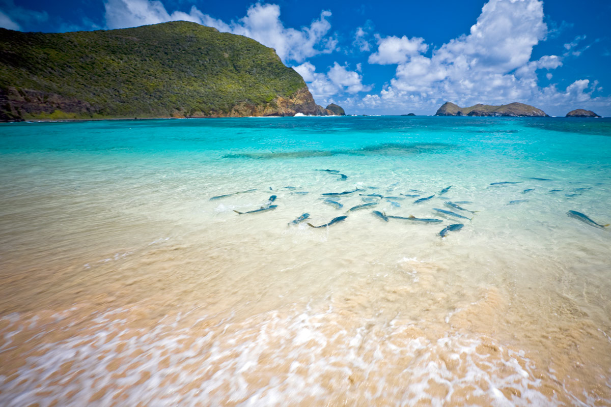 Pristine turquoise waters at Ned's Beach, Lord Howe Island, home to clear ocean habitat and abundant fish