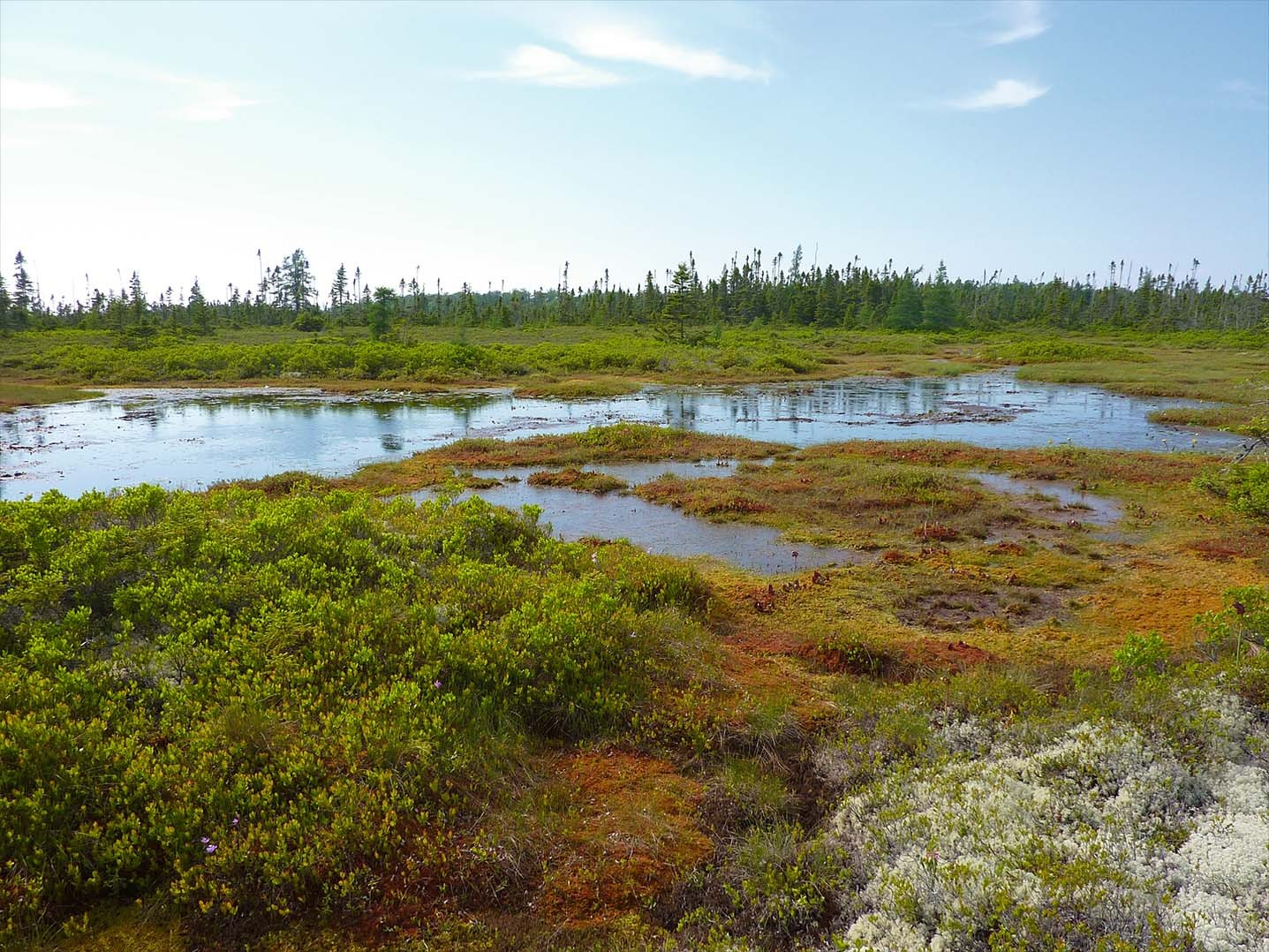 Peat Carbon Flux Analysis