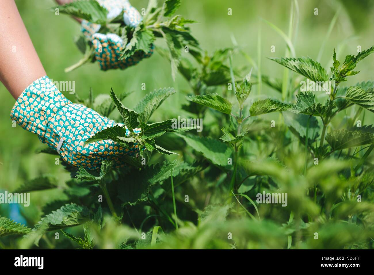Hands wearing gloves harvesting fresh nettle leaves (Urtica dioica) in a natural setting