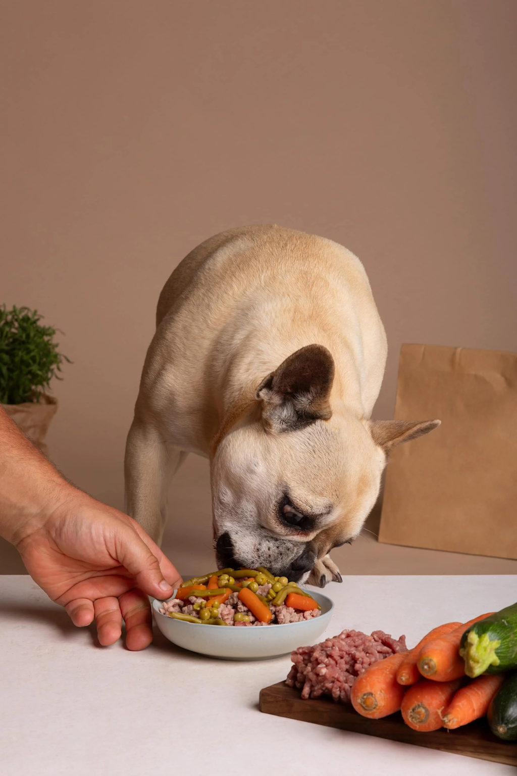 A French Bulldog eating fresh, homemade dog food made of meat and vegetables, illustrating the shift from kibble to fresh pet meals