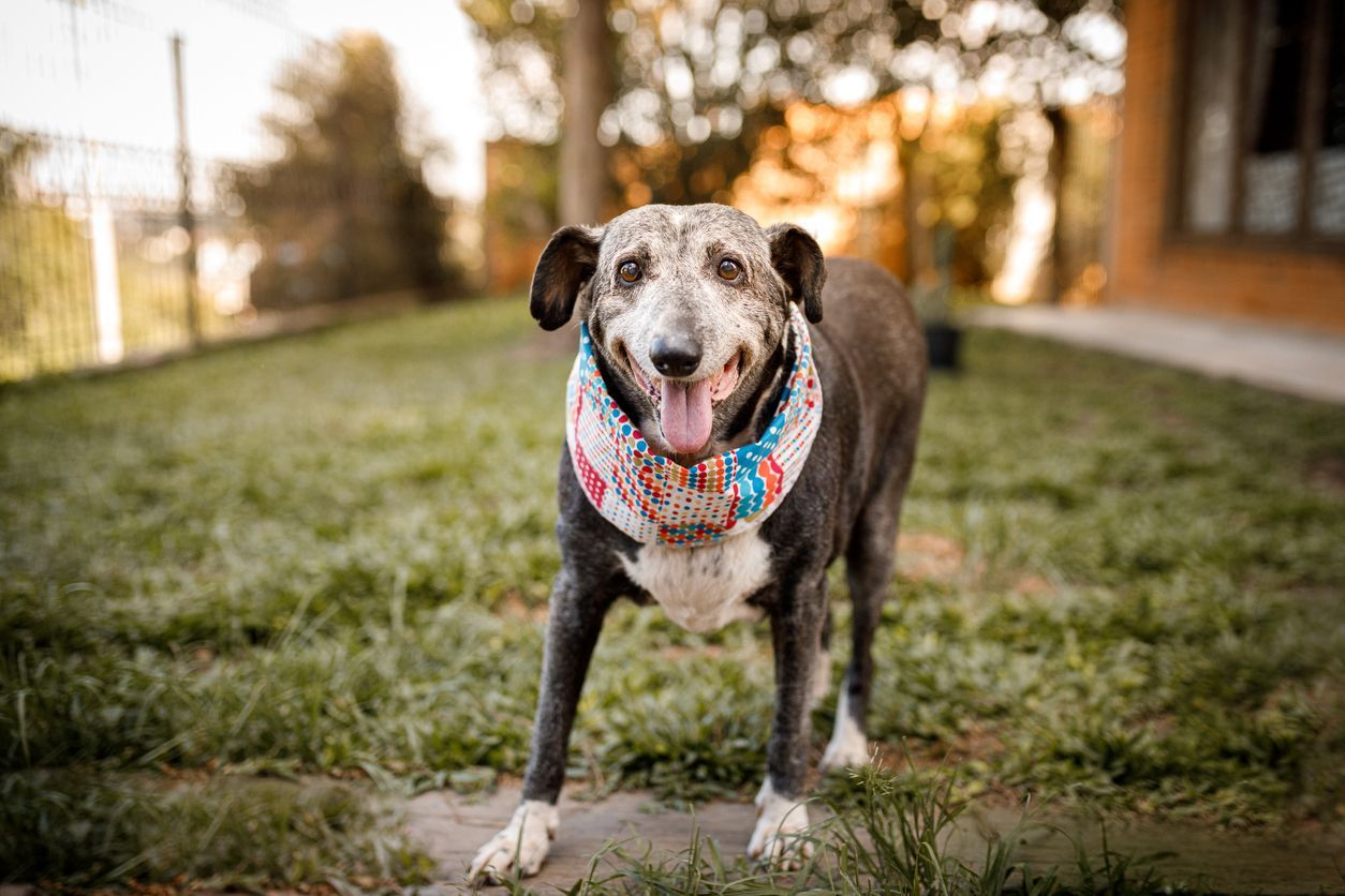 A happy senior dog stands energetic outdoors wearing a colorful scarf, illustrating healthy and active aging in pets