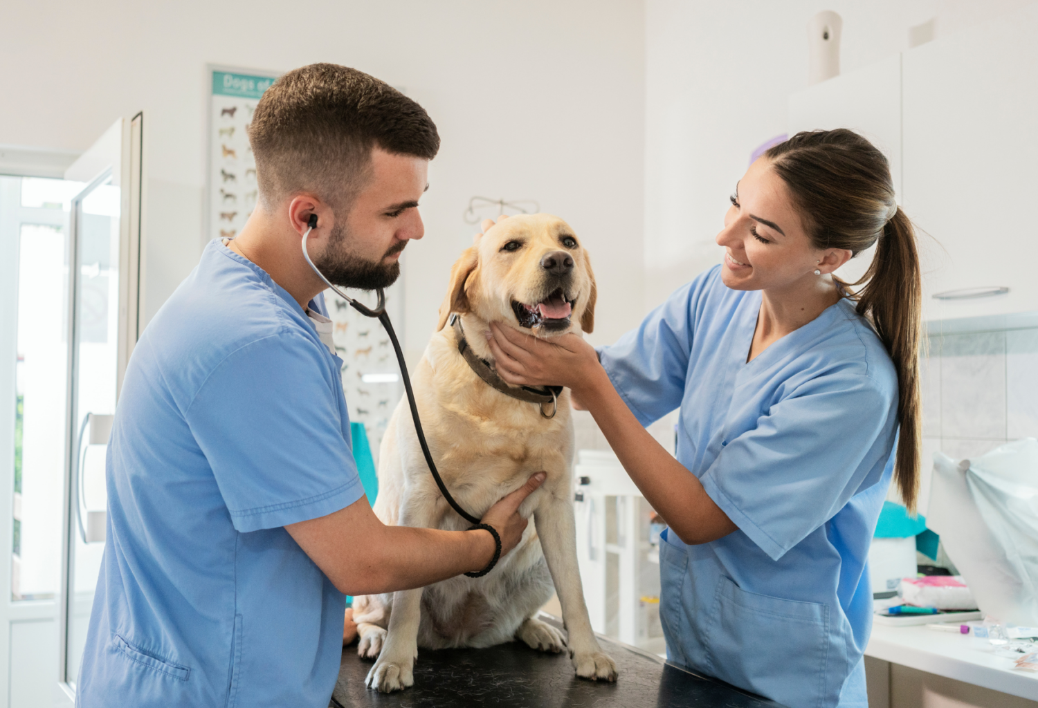 Veterinarians conducting a health checkup on a dog during a routine wellness visit