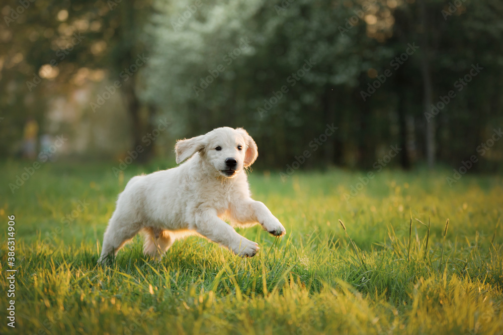 Happy puppy