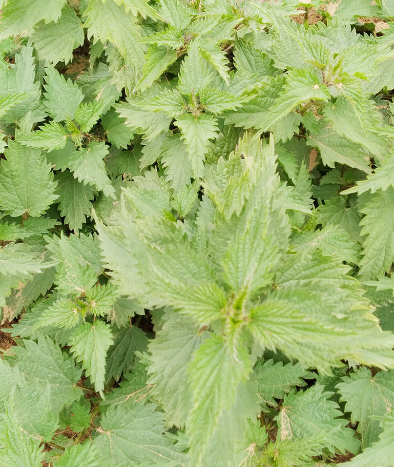 Close-up photo of nettle plants, a common medicinal herb in Ukraine