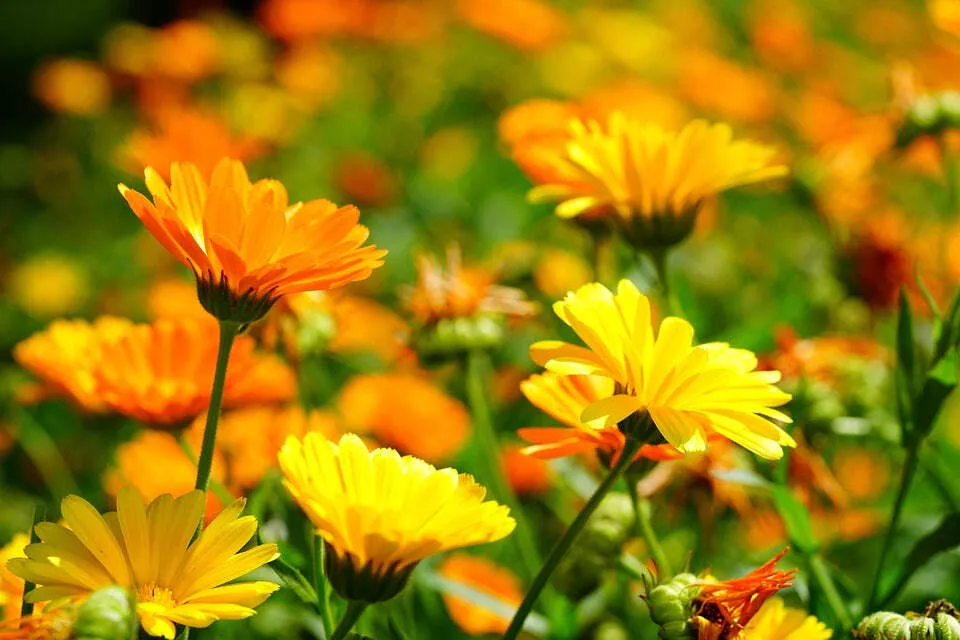 Bright orange and yellow calendula flowers, a popular Ukrainian medicinal plant