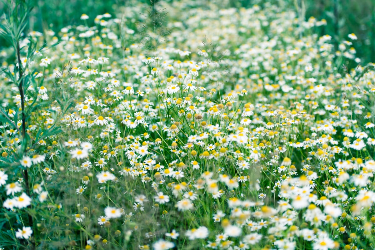 Field of blooming chamomile flowers, a common medicinal herb in Ukraine