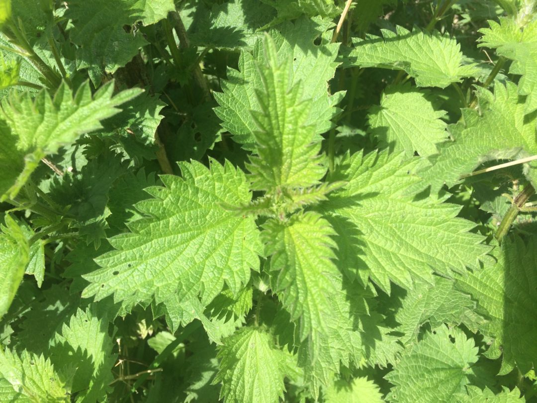 Close-up of green leaves of the medicinal plant nettle (Urtica dioica) under natural light