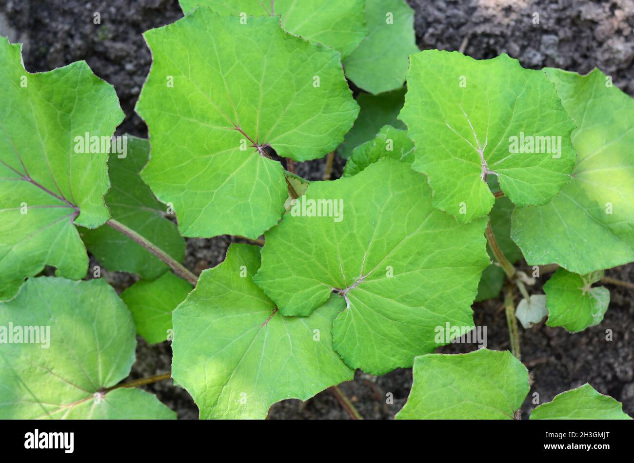 Green leaves of coltsfoot (Tussilago farfara), a medicinal herb commonly found in Ukraine, growing in natural soil