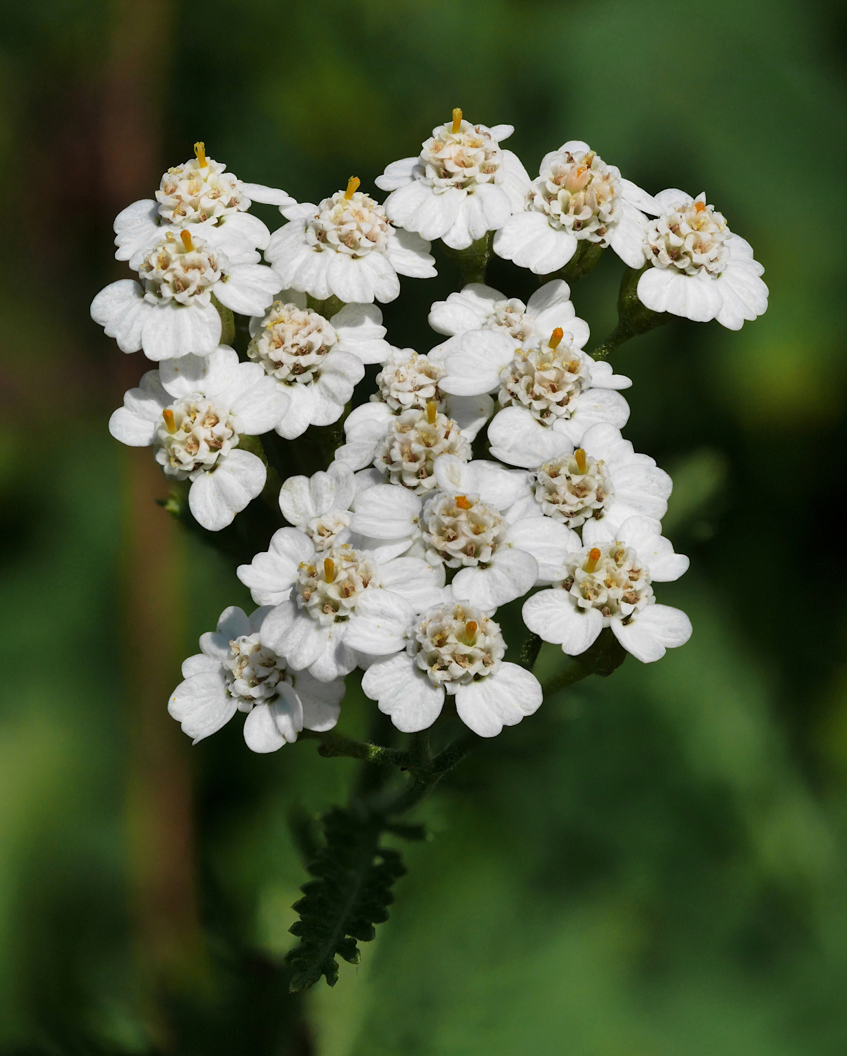 Close-up of yarrow (Achillea millefolium) flowers, a medicinal herb commonly found in Ukraine