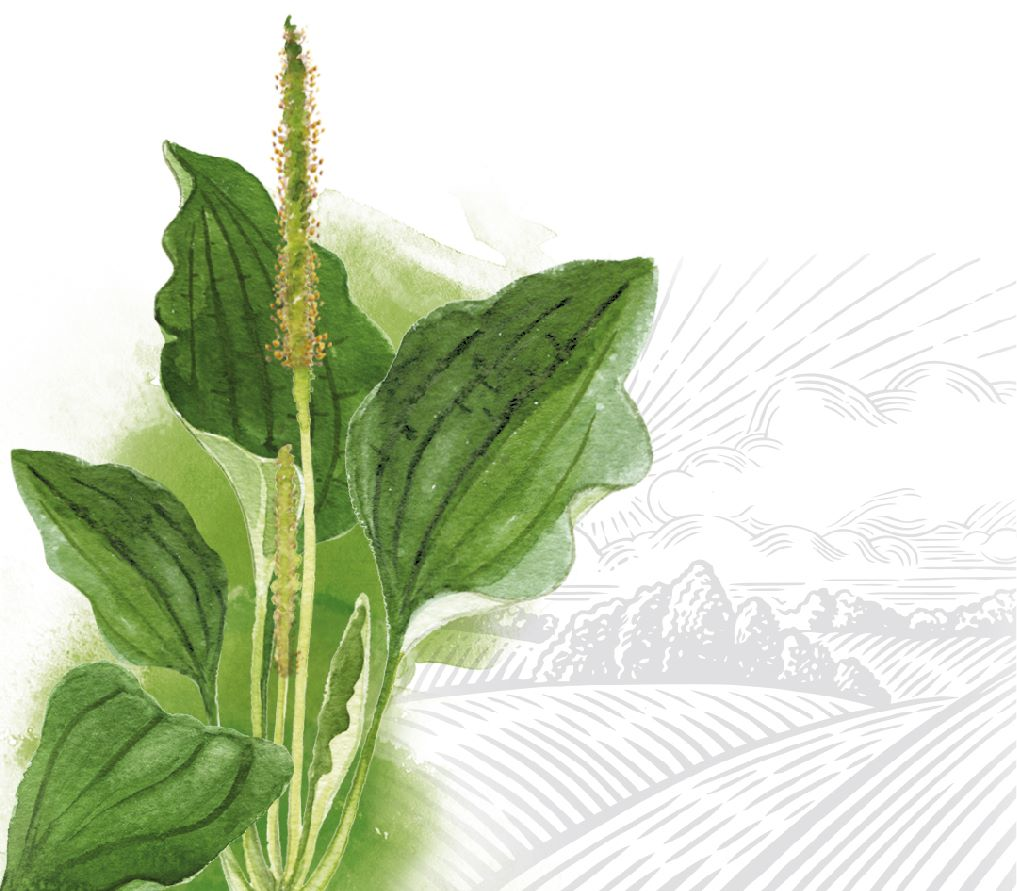 Realistic watercolor illustration of the plantain broadleaf herb, a common medicinal plant in Ukraine
