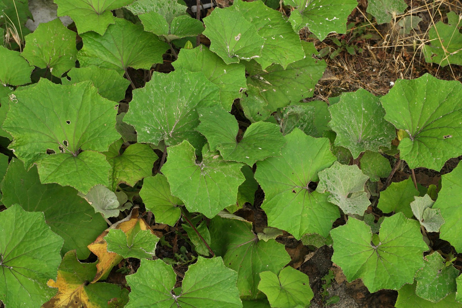 Close-up of coltsfoot (Tussilago farfara) leaves, a medicinal plant native to Ukraine