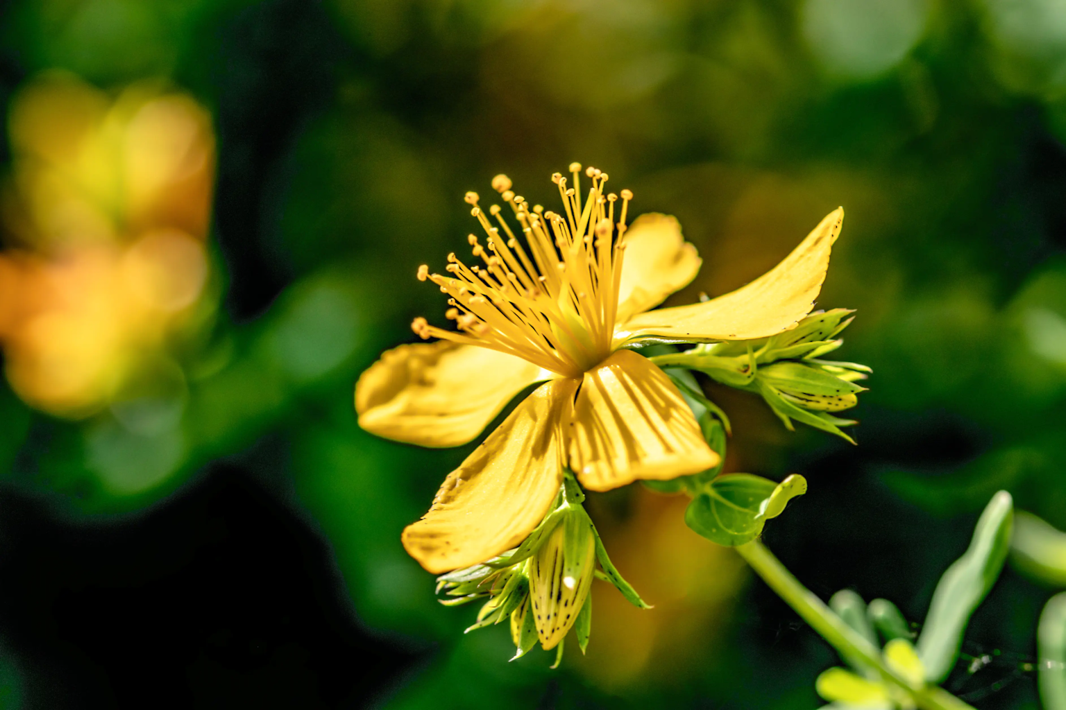 Close-up of a yellow St. John's wort flower showcasing its detailed stamens and petals