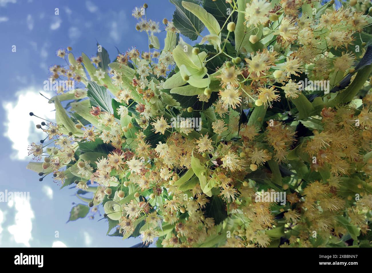 Linden tree flowers (Tilia cordata) showcasing the medicinal herb commonly found in Ukraine