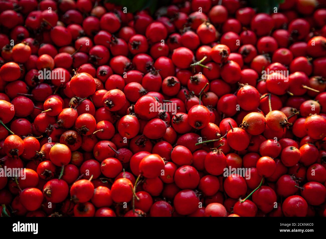 Close-up of bright red hawthorn berries, a common medicinal plant in Ukraine