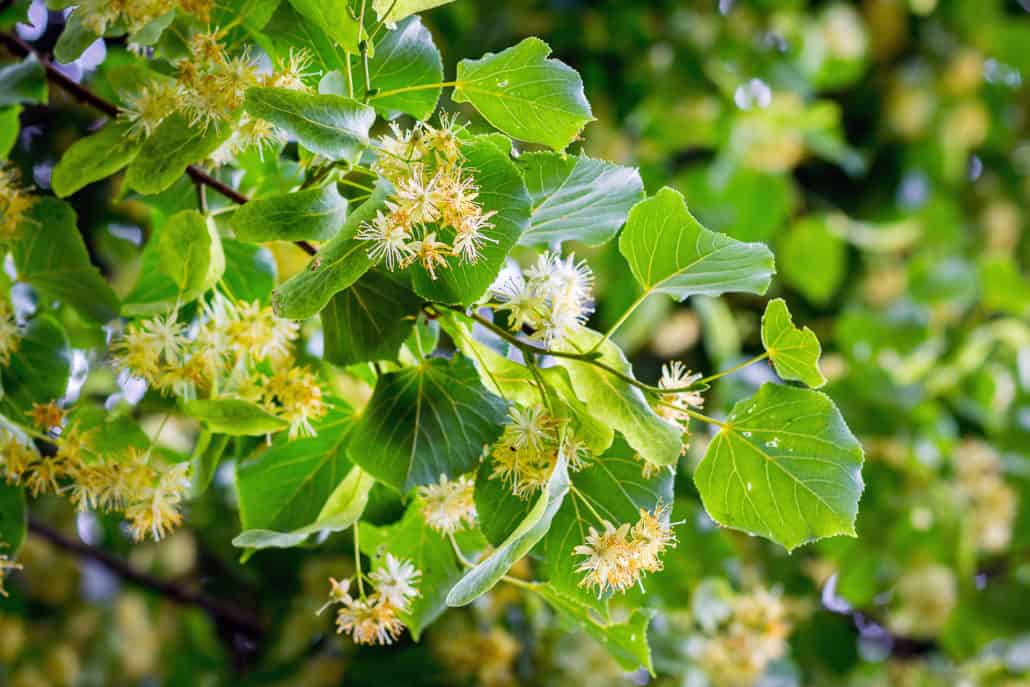 Close-up of linden tree branches with heart-shaped leaves and pale yellow medicinal flowers in bloom