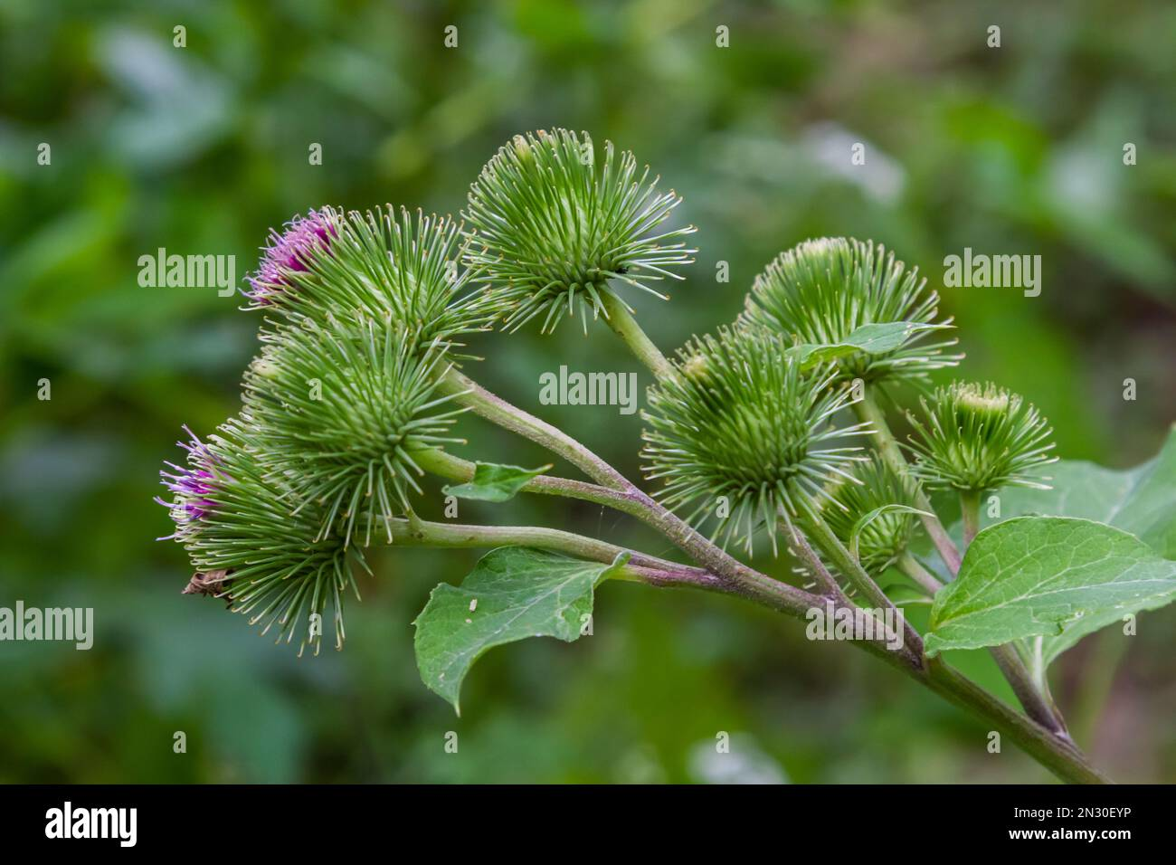 Close-up of Greater Burdock (Arctium lappa) showing green spiky budding flower heads with a hint of purple, a medicinal plant common in Ukraine