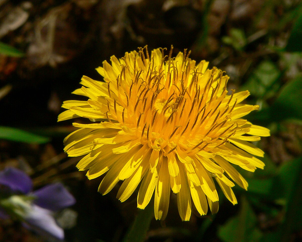 Close-up of a vibrant dandelion flower (Taraxacum), a common medicinal herb in Ukraine