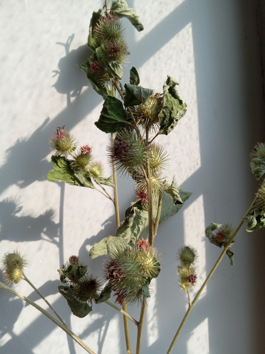 Dried burdock stems with hooked bur flowers illuminated by natural sunlight against a white background