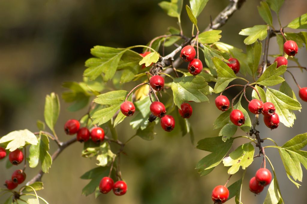 Close-up of hawthorn berries and leaves, a medicinal plant found in Ukraine