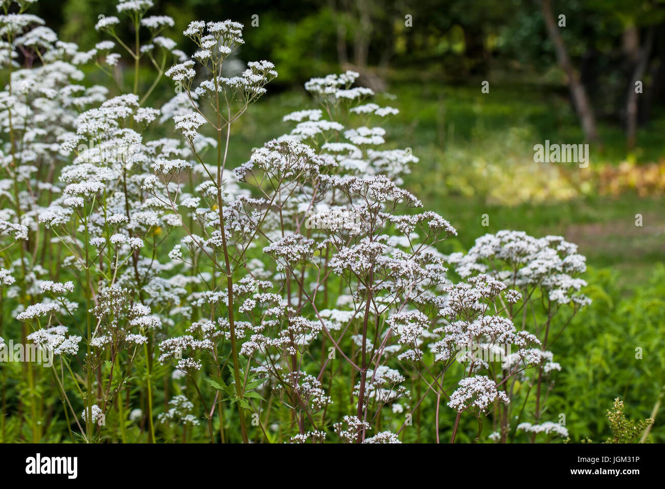 Valerian plant with white flowers growing in a natural green setting, representative of medicinal herbs in Ukraine