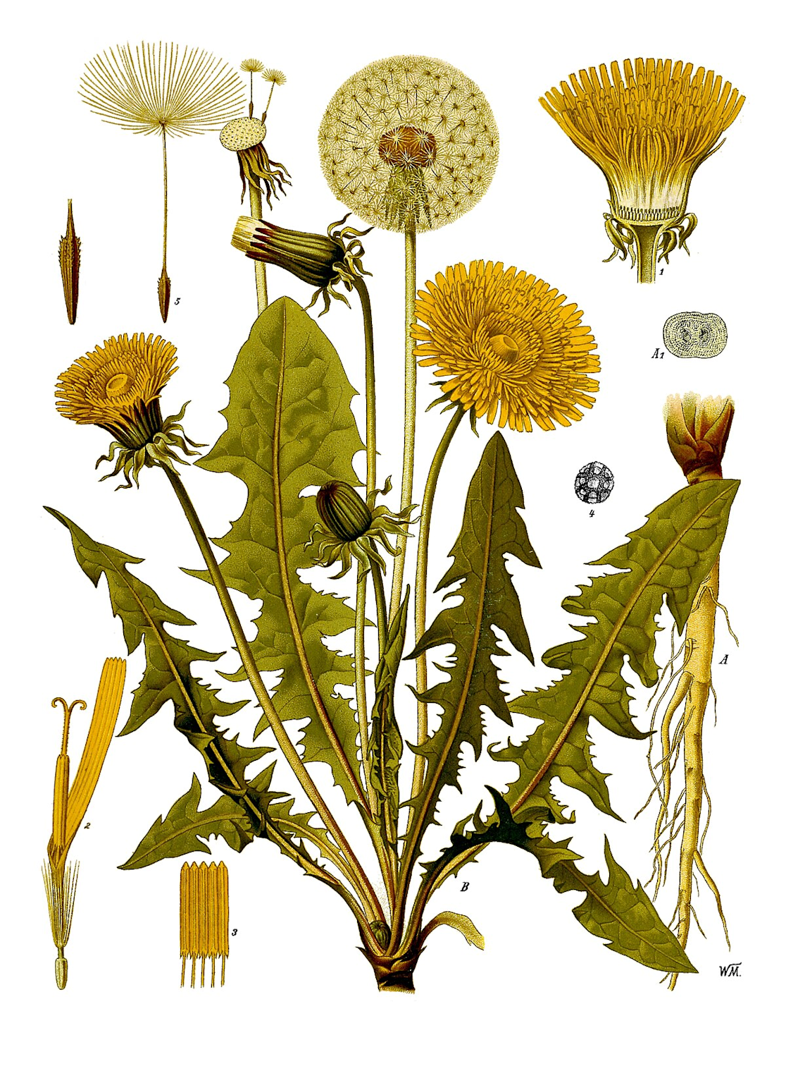 Detailed botanical illustration of the dandelion (Taraxacum officinale), a common medicinal herb used in Ukraine