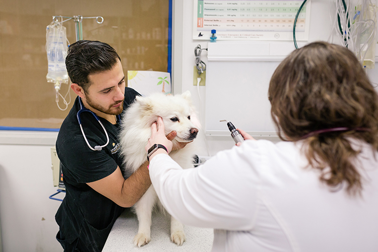 Veterinarian examining a dog
