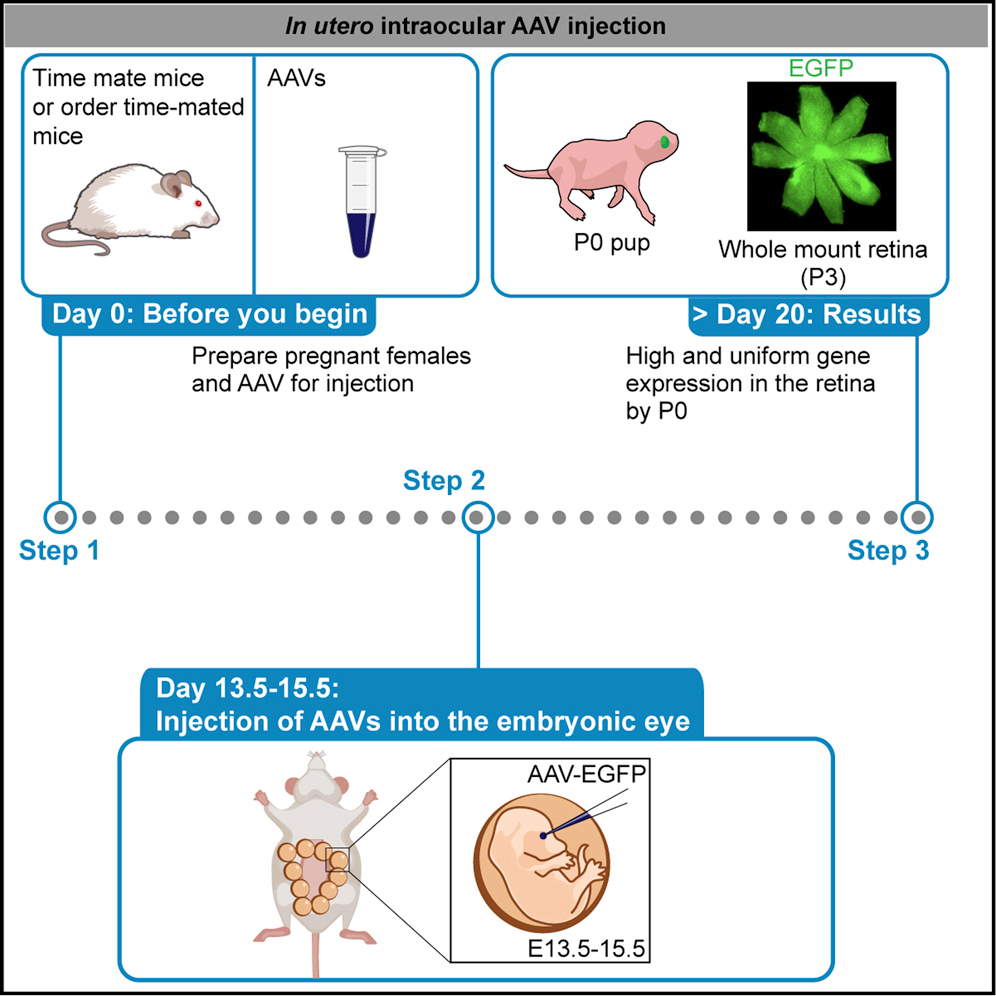 Protocollo di iniezione AAV