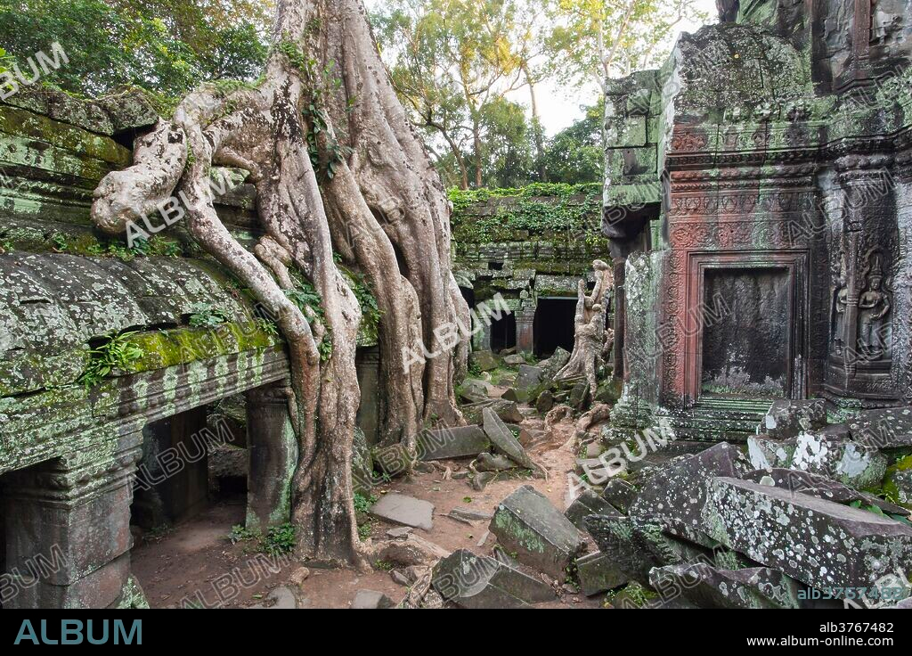 Massive tree roots engulf the ancient Ta Prohm temple ruins in Cambodia's jungle, highlighting nature reclaiming cultural heritage