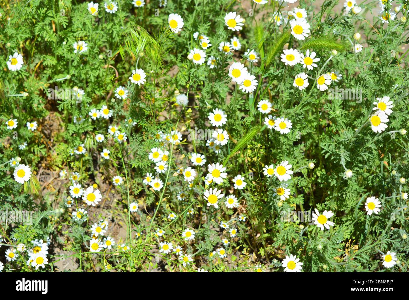 Field of medicinal chamomile flowers in natural growth with white petals and yellow centers