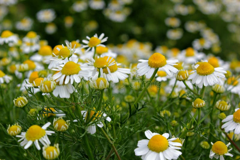 Field of blooming chamomile (Matricaria chamomilla) with white petals and yellow centers