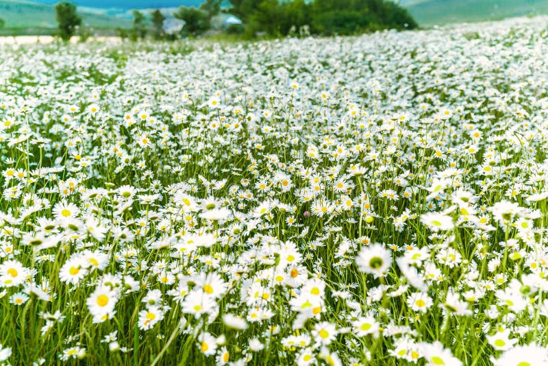 Field of blooming chamomile flowers showcasing the natural growth of this medicinal plant in Ukraine