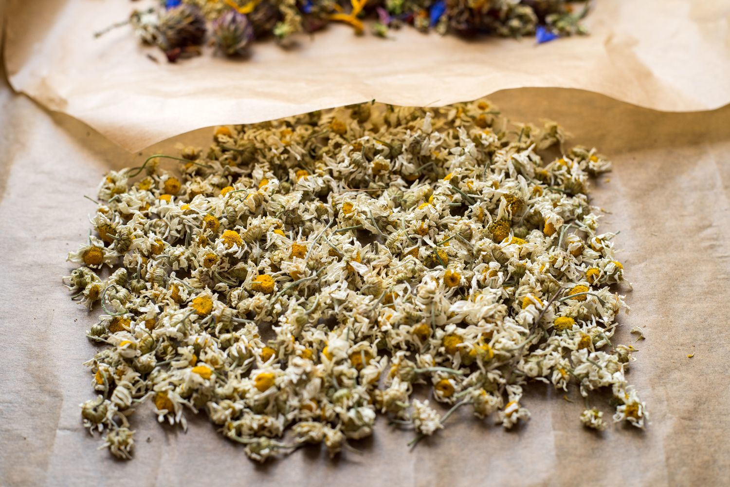 Dried chamomile flowers spread out to dry on brown paper, showing their typical appearance as a medicinal herb