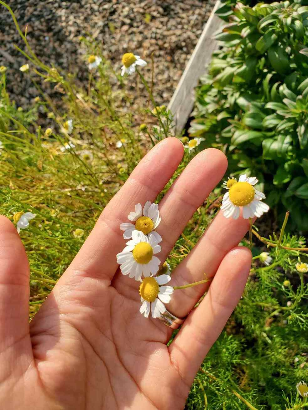 Hand holding freshly picked chamomile flowers with white petals and yellow centers in an outdoor garden