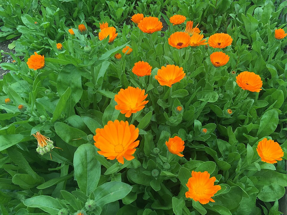 Bright orange Calendula officinalis flowers in full bloom with green leaves