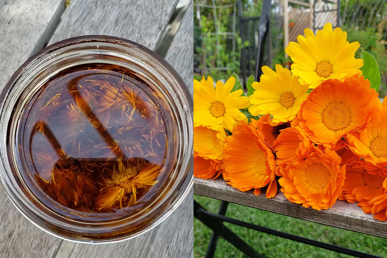 Fresh calendula flowers and a jar of calendula-infused oil showcasing the herb's preparation for medicinal use