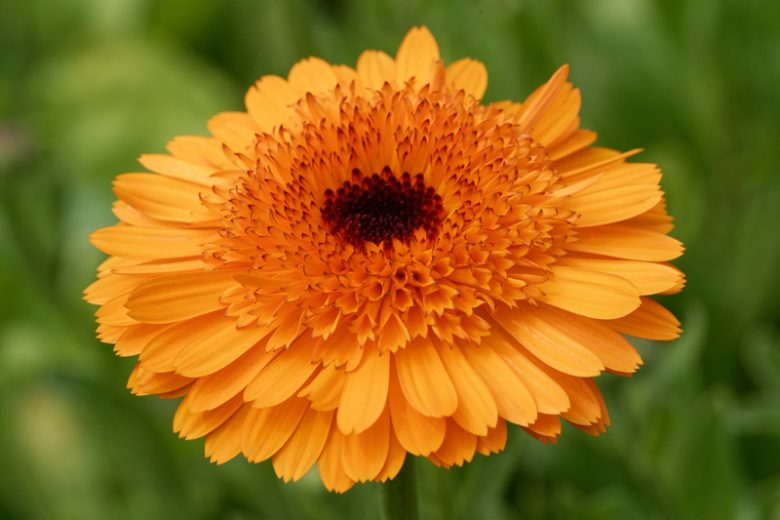 Close-up of a vibrant orange Calendula officinalis flower with detailed petals and natural green background