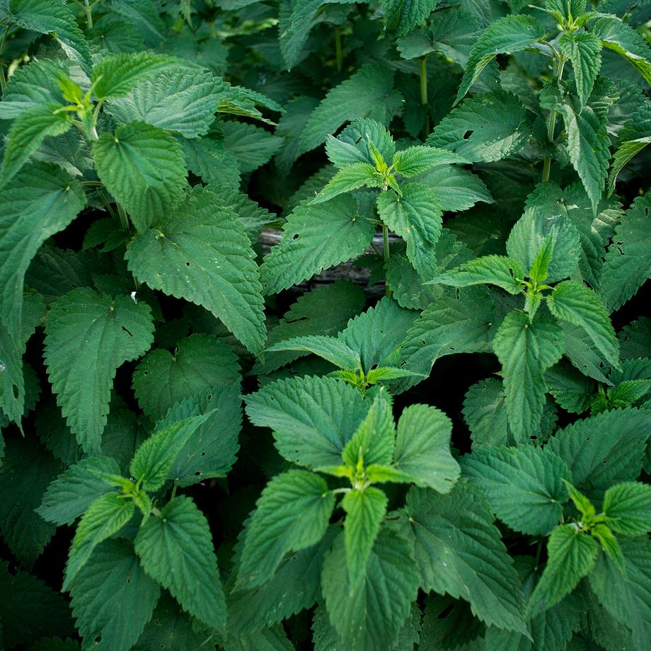 Close-up of green nettle (Urtica dioica) plants, a medicinal herb commonly found in Ukraine