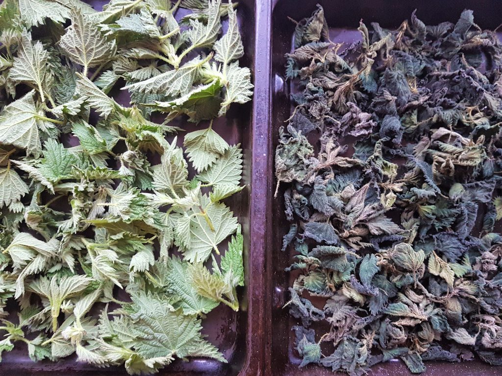 Fresh and dried nettle leaves side by side, illustrating the preparation of Urtica dioica for medicinal use