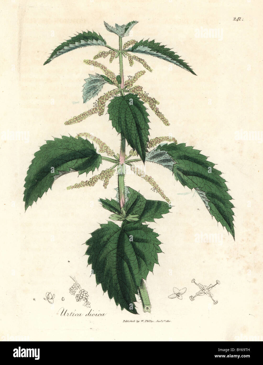 Botanical illustration of Urtica dioica (stinging nettle) showing leaves and flowers in detail